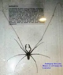 Animales raros y cosas raras