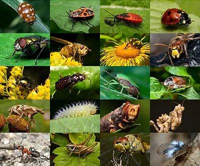 insectos insectos