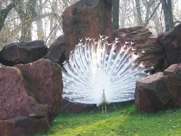 Pavo real albino
