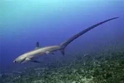 zorro marino, tiburón azotador o pez zorro