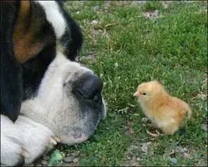 perros