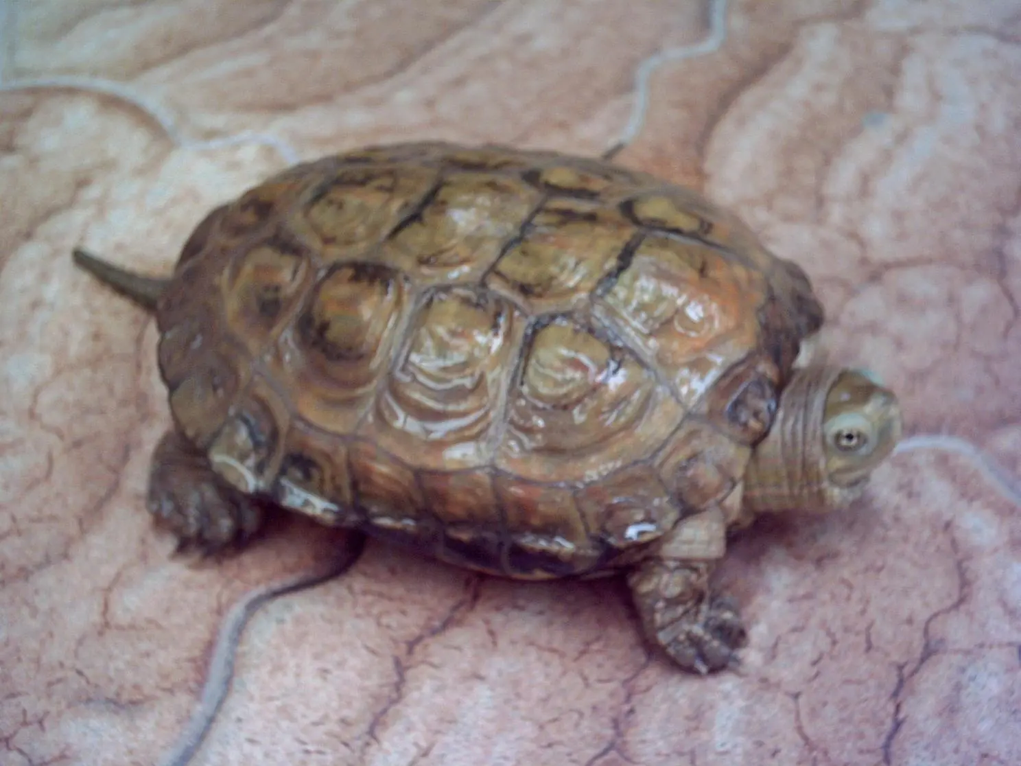 Como determinar el sexo de tu tortuga.