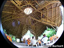 Bambú para el cambio climático