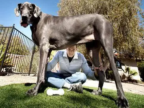 nuevo perro mas grande del mundo 109 cm (guiness record)