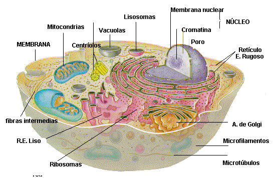 La Celula (Resumen)