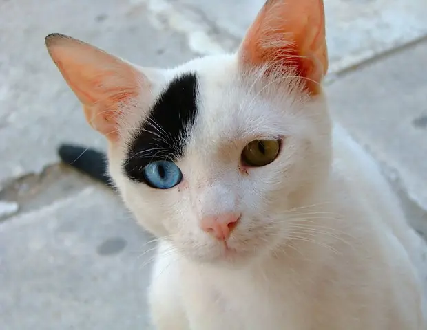 Cinco cosas que no sabías sobre la vida secreta de tu gato