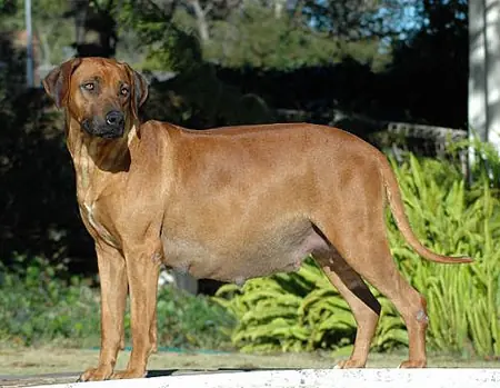 perro