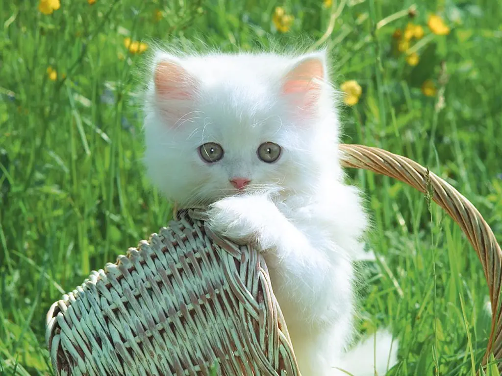 Confirmado! los gatos si roban el aliento!