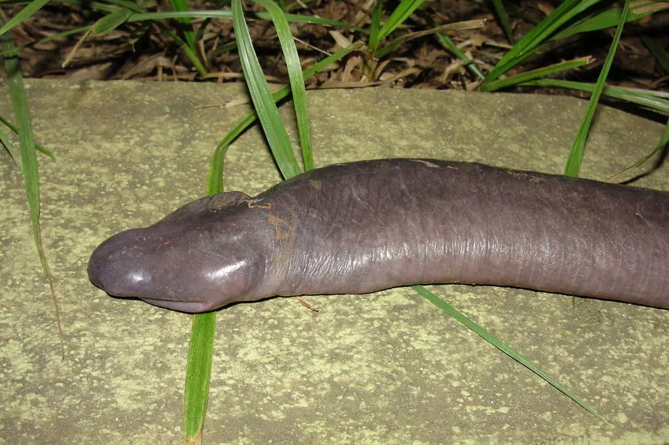 Hallan un muy raro anfíbio sin pulmones: respira por la pie