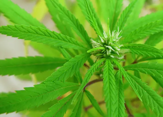 Los reales efectos de la marihuana [buena info]