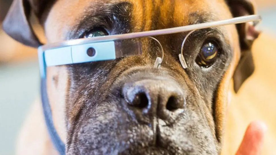 Google Glass tendrá una versión para perros