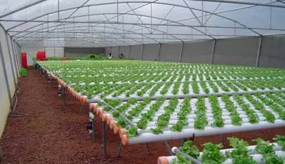 Hidroponía: Ventajas, Mitos y Desventajas