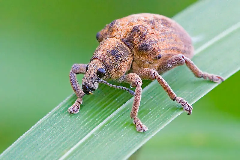 'Gorgojos mutantes', una amenaza para la flora de la Tierra