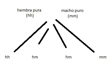 Cultivo Marihuana: tips para sacar hembras