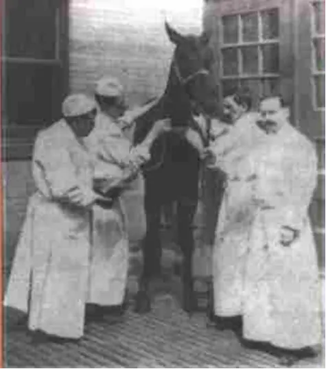 Jim, el caballo que salvó a los niños de la difteria