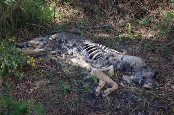 España, contra el exterminio oficial del lobo