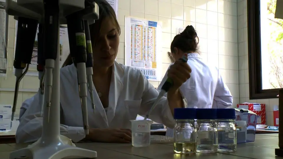 Clonan plantas de vid para mejorar la calidad de los vinos