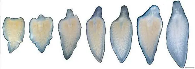 gusano le crece la cabeza después de ser decapitado