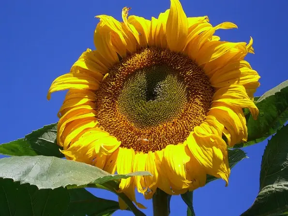 Girasoles: El nuevo método de limpieza para Fukushima
