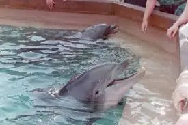 La triste Vida del Delfin