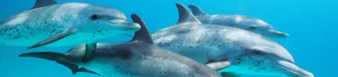 Explotacion de Delfines | Enterate