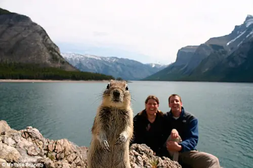Jode Fotos: nivel animales