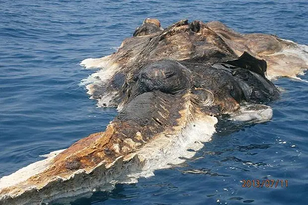 Abro el debate! animal extraño encontrado en el mar!
