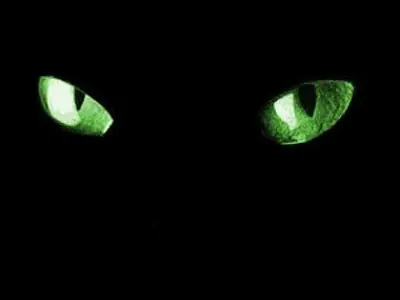 Le Chat / El Gato - Charles Baudelaire