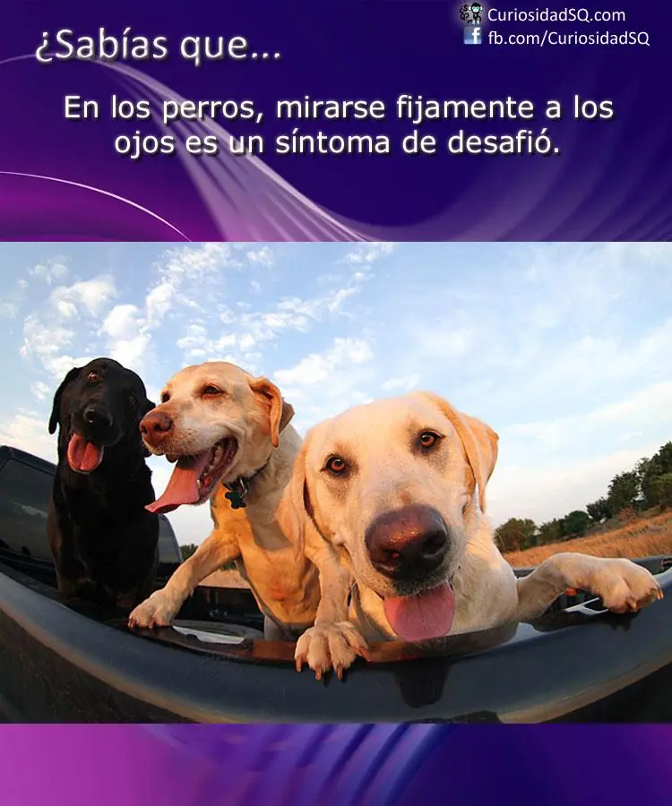 Sabias que? inteligencia colectiva