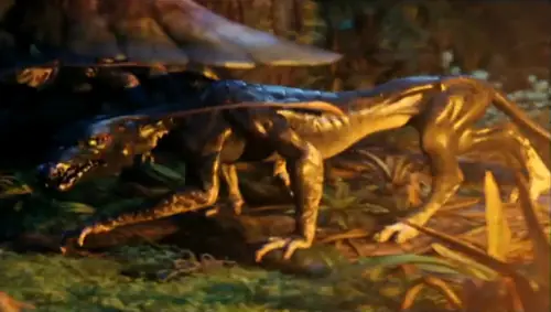 Rayos X explican nuestra evolución a las cuatro extremidade