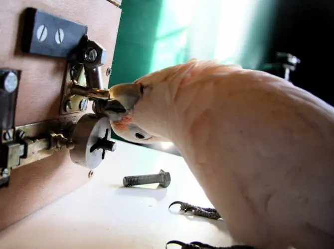 La asombrosa inteligencia técnica de algunos pájaros