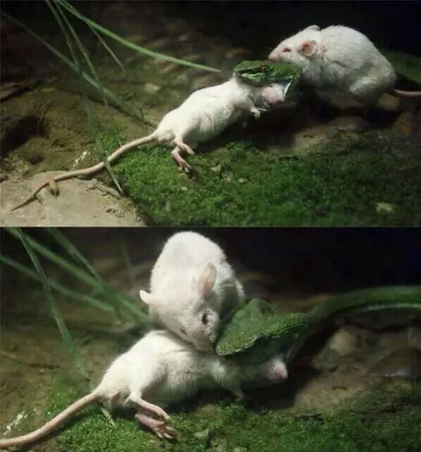 Un pequeño Héroe peludo