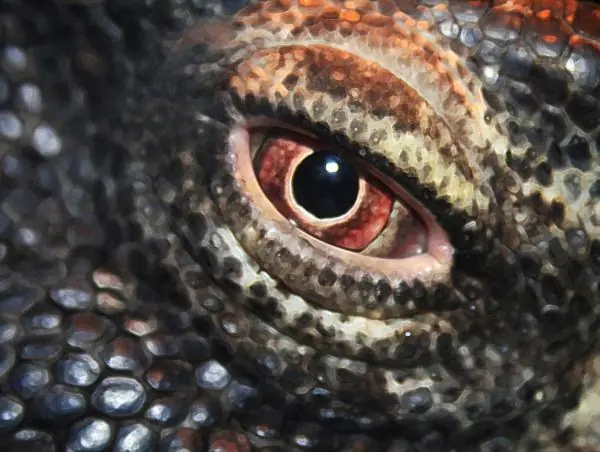 El hogar del último Dinosaurio vivo