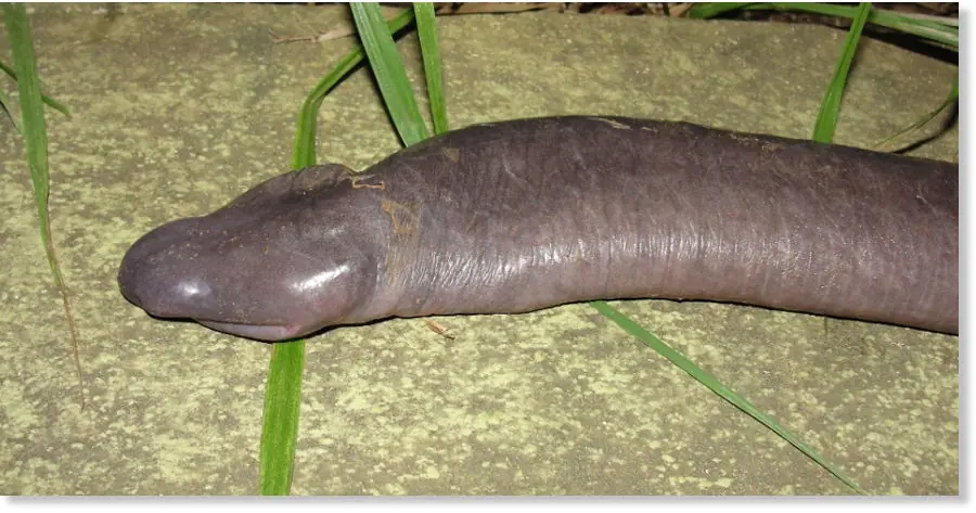 ¿Cuál es el tamaño del pene perfecto?