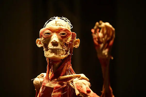'Bodies': cadáveres en el museo