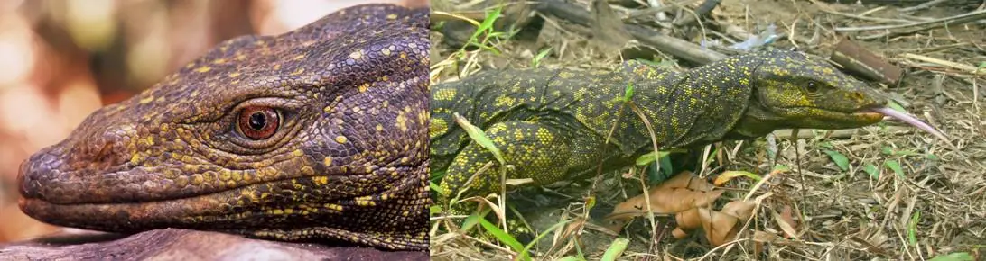 Las 10 especies más sorprendentes, reporte 2011