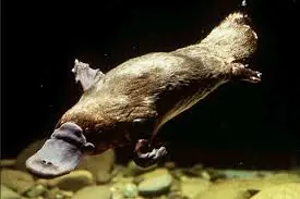 La pesadilla del evolucionista