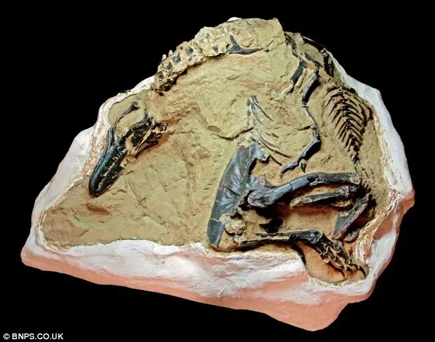 En venta: Fosil de T-rex y Triceratops en combate mortal
