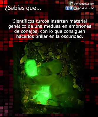 conejos que brillan en la oscuridad