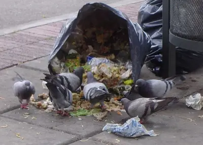 Plaga de Palomas y Solución