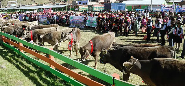 Conoce la tradicional Markana de Chumbivilcas