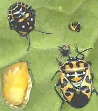 Metamorfosis Simple y Completa (Insectos)