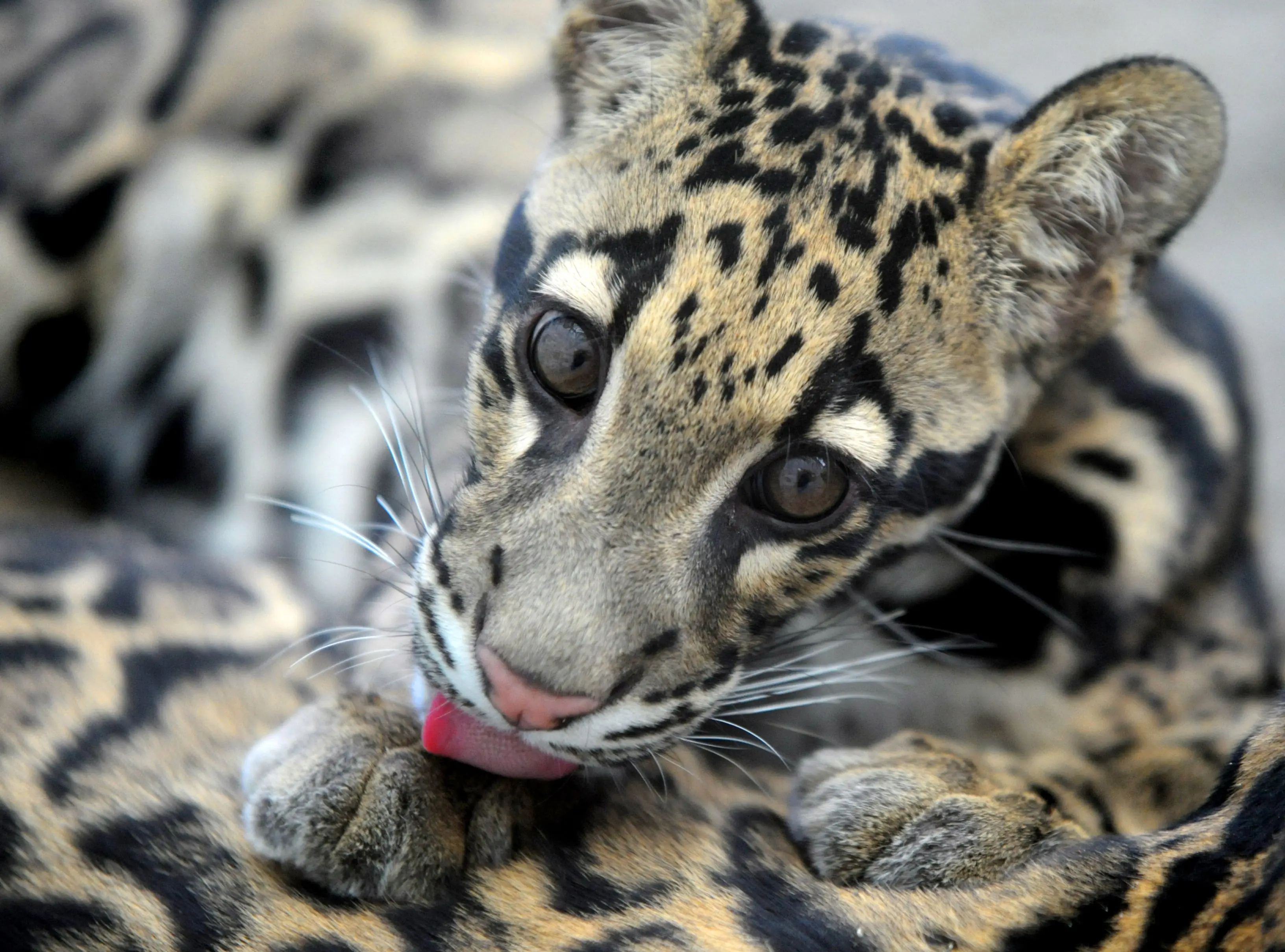 Taiwán: se extinguió el leopardo "nublado"