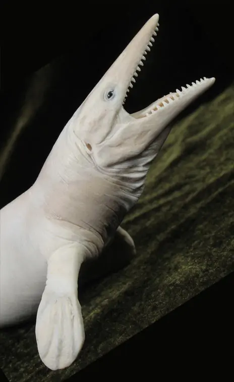 Fósil de tiburón gigante apodado el "triturador de