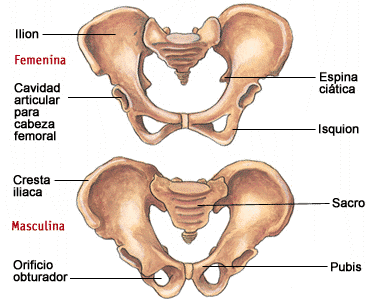 ¿Qué es la pubalgia?