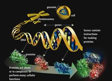 científicos afirman que no existe el gen gay