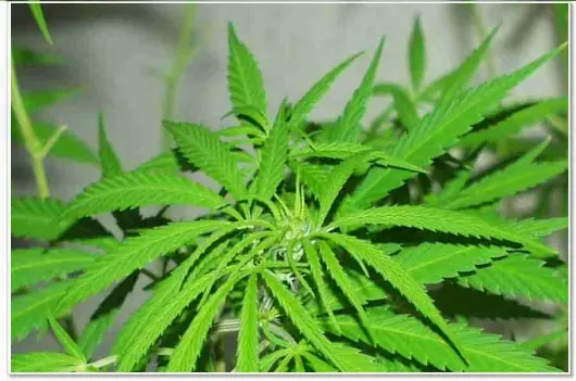 La marihuana y sus efectos