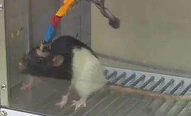 Dos ratas que conectando sus cerebros puedan comunicarse