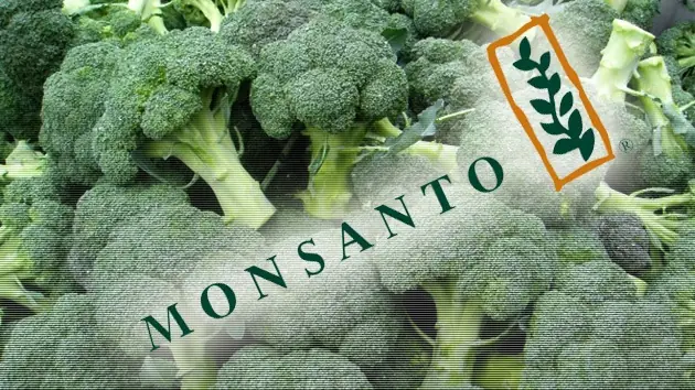 La EPO concede la patente del Brócoli a Monsanto