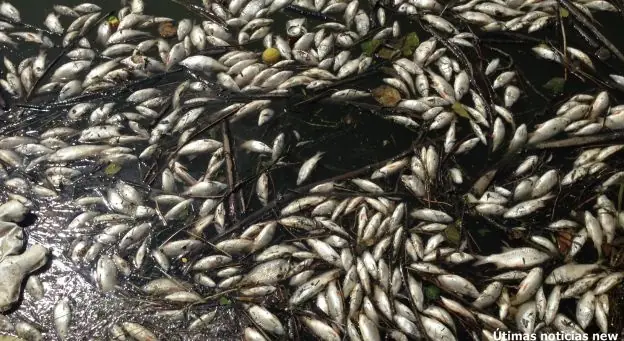 Lista de muertes masivas de peces en el último mes